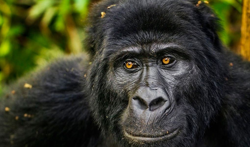 4 Days double gorilla trekking safari