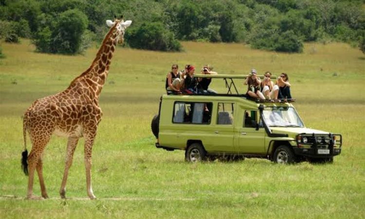 7 Days Tanzania Wildlife Safari