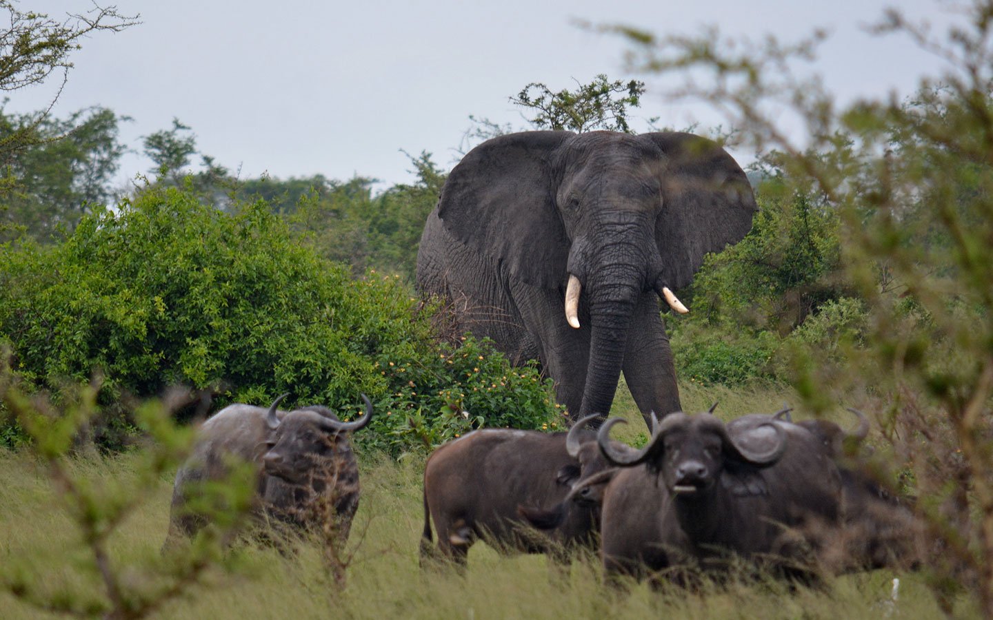 7 Days Serengeti & Uganda Wildlife safari