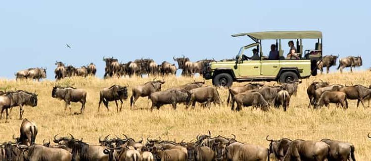 4 Days Serengeti Wildlife safari