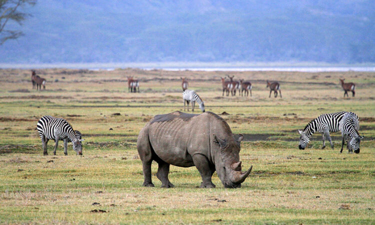 6 Days Serengeti,manyara and ngorongoro safari