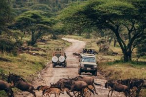 Tanzania Safaris in 2021