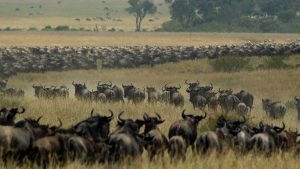 Top 5 attractions in Tanzania