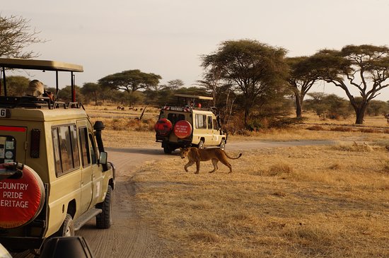 3 days Serengeti safari from Zanzibar