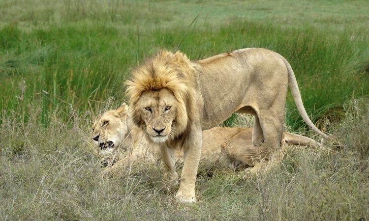 Big cats in Serengeti National Park