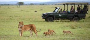 Serengeti National Park the Best National Park