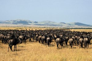 Serengeti as a UNESCO world heritage site