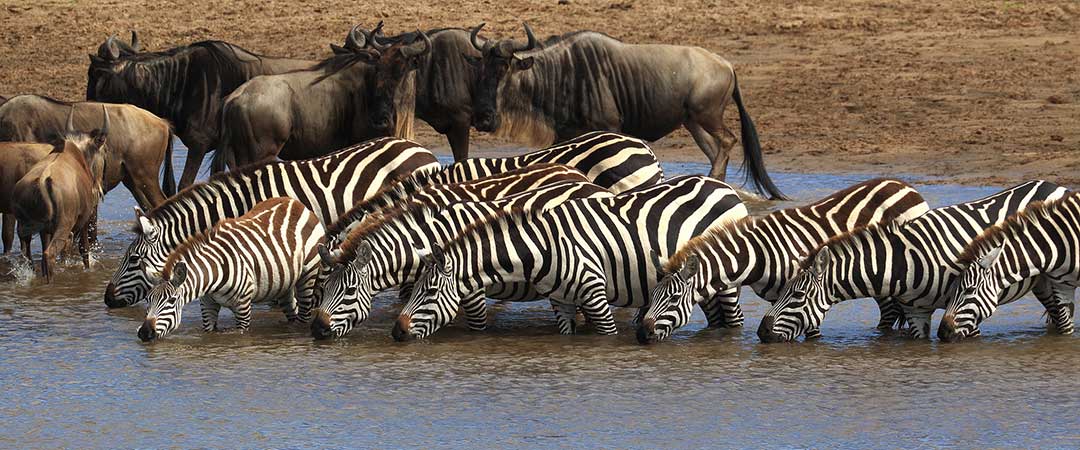 Wildlife safari in Serengeti national park 
