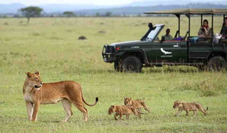 Wildlife safari in Serengeti national park | Tanzania Wildlife Safaris