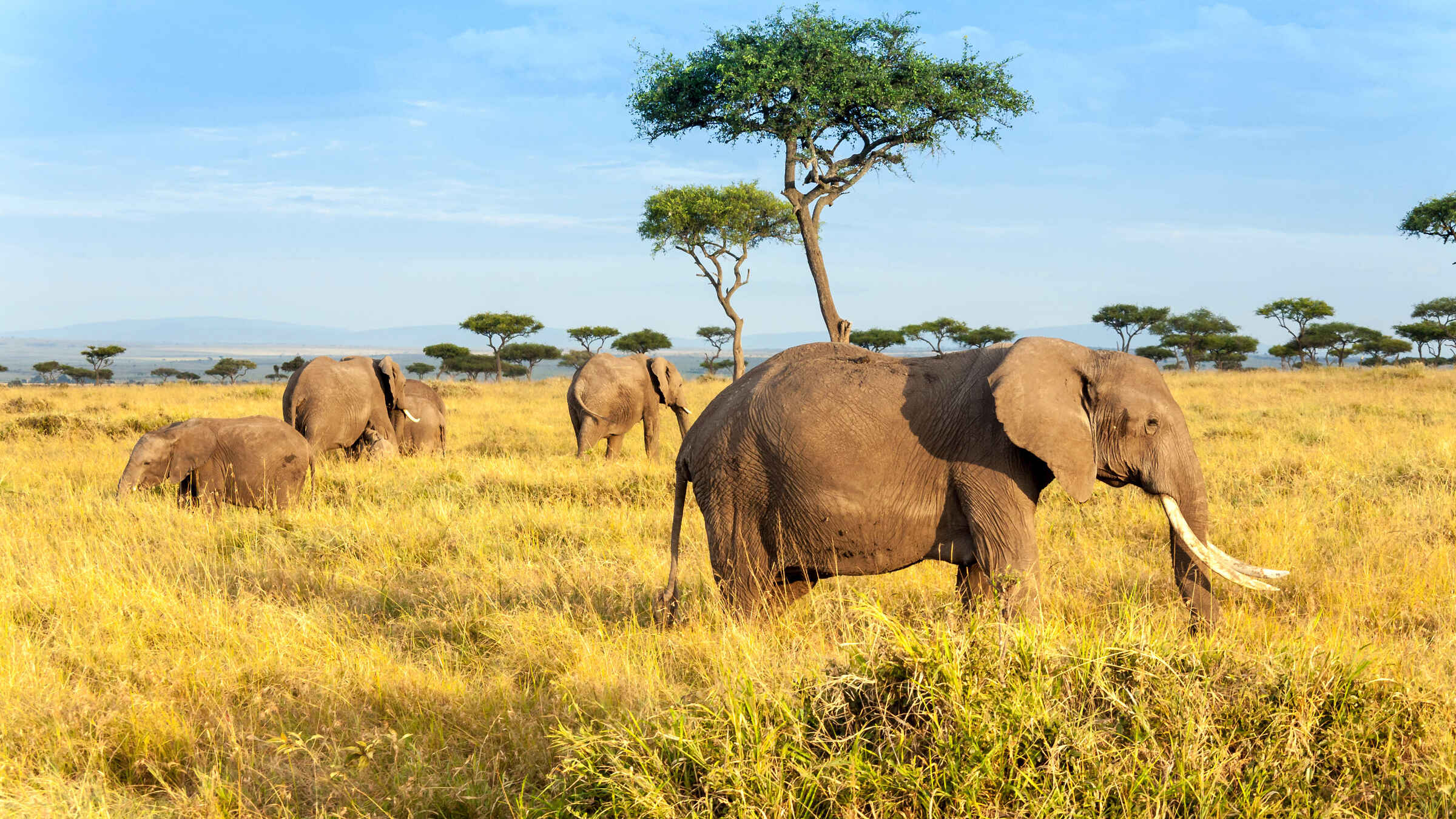 30 days Uganda, Tanzania, Kenya and DRCongo safari