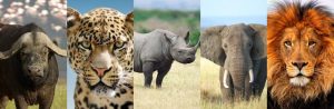 What makes Serengeti National Park Unique?