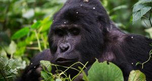 4 days gorilla trek and wildlife safari