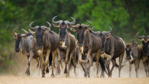 The Great Wildebeest Migration - Frequently Asked Qtns