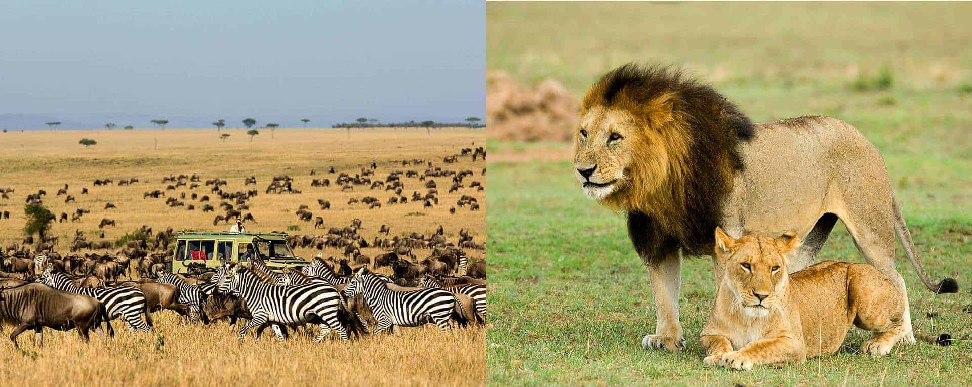 Serengeti National Park or Kruger National Park