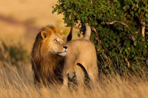10 days Serengeti, Masai Mara and Nyungwe safari