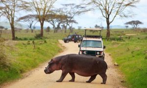 Budget safaris in Tanzania