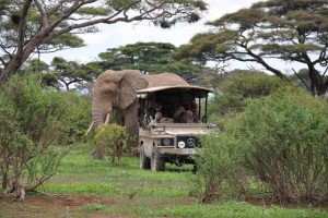 A safari in Arusha national park