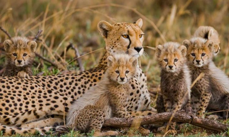 10 days Mara and Serengeti wildlife and Zanzibar safari
