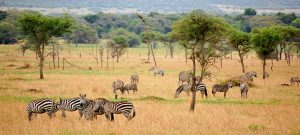 Luxury 8 Days Serengeti Fly-in Safari