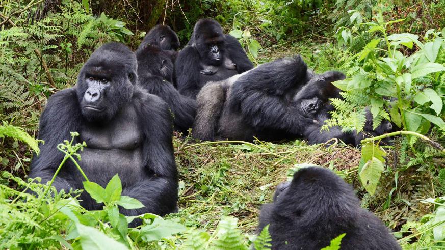 7 days Masai Mara & Rwanda Gorillas safari