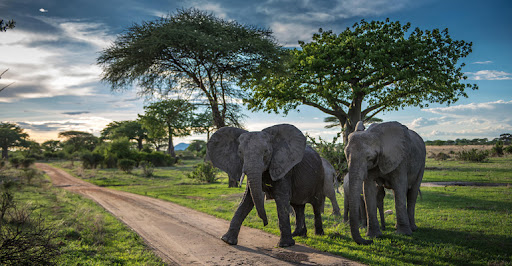Nyerere national park Tanzania