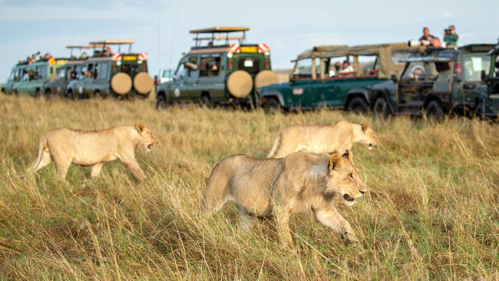 10 days Rwanda, Tanzania and Kenya safari