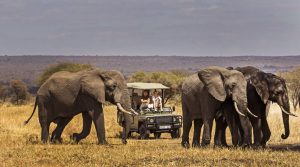10 Days Best of Tanzania Safari