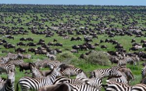 Serengeti National Park Entrance And Exit Gates