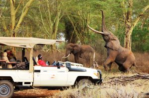 6 days Amboseli and Tsavo west safari