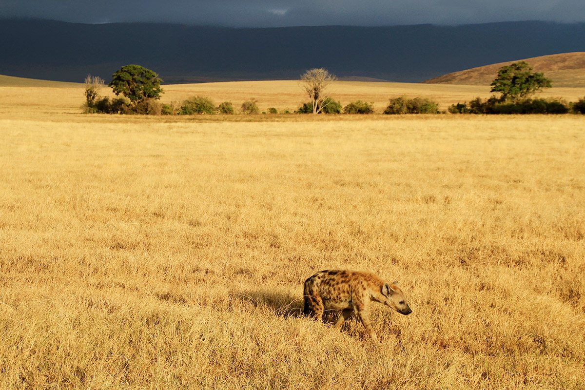 The Ngorongoro crater animals