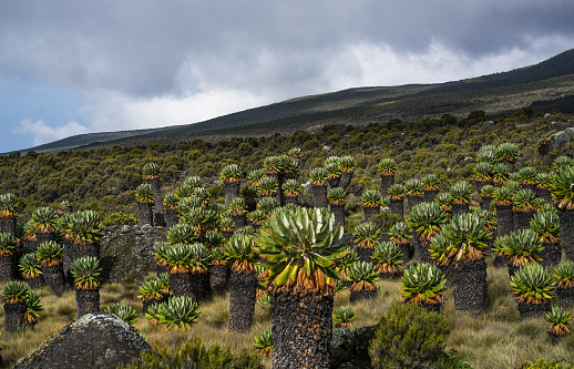 Plant species at the Kilimanjaro national park