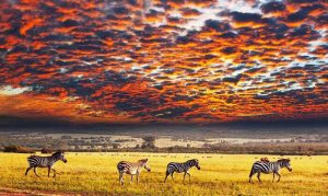 Endless Plains of the Great Serengeti