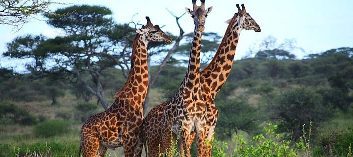 Affordable Serengeti safari
