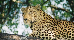 5 Facts about Leopards