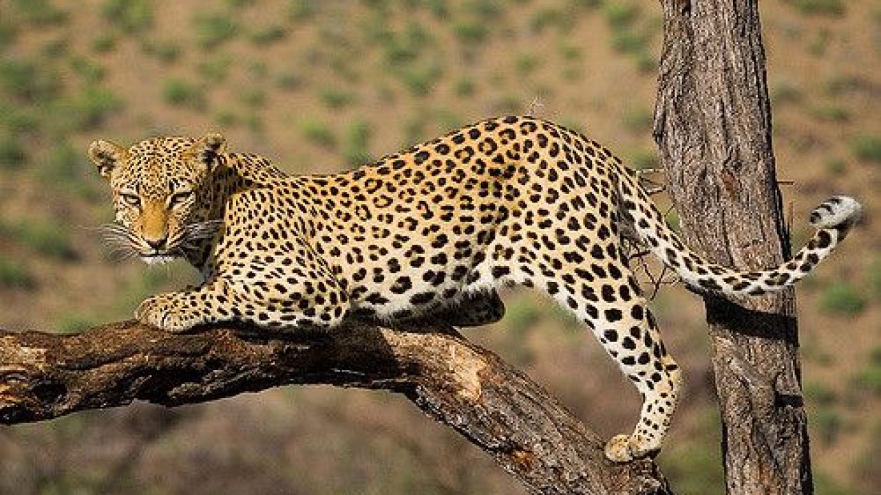 5 Facts about Leopards