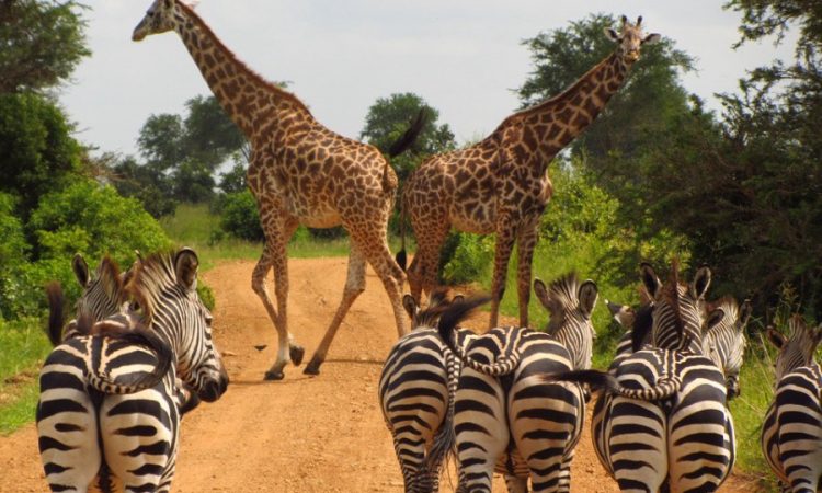 10 Days Best of Tanzania Safari Tour