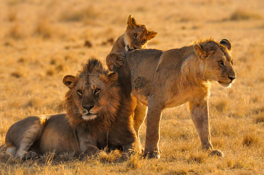 5 Must See Animals in Serengeti