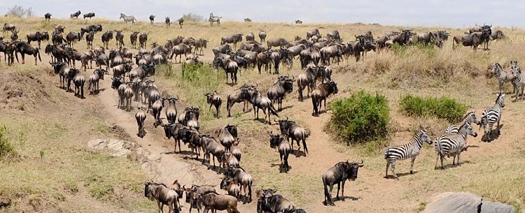 Top 4 Things You Need to Know About the Great Migration in The Serengeti