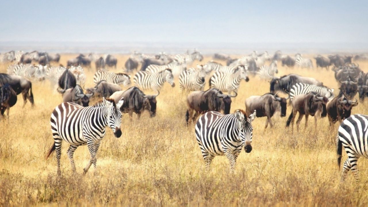 Why do Zebra and Wildebeest Migrate together during the Great Migration?