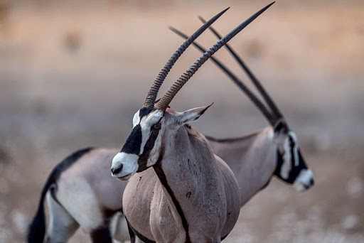 Meet the Antelopes in the Serengeti national park