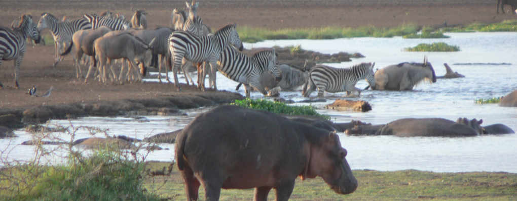 Exploring Tanzania's Hippo Safari Adventures