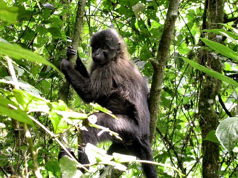13 Primates in Kibale National Park