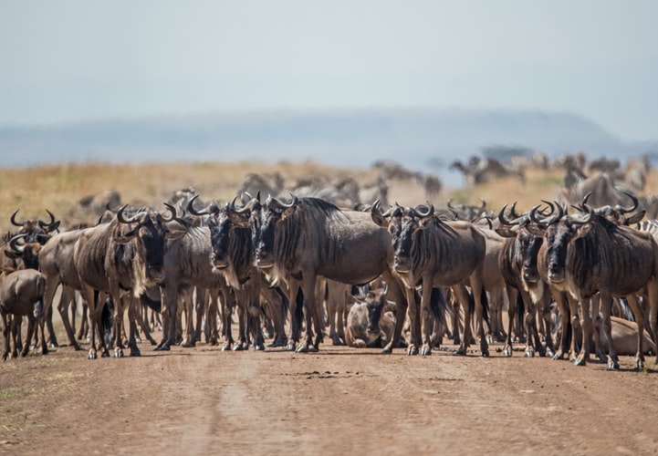 What Is The Wildebeest Migration Calving Season?